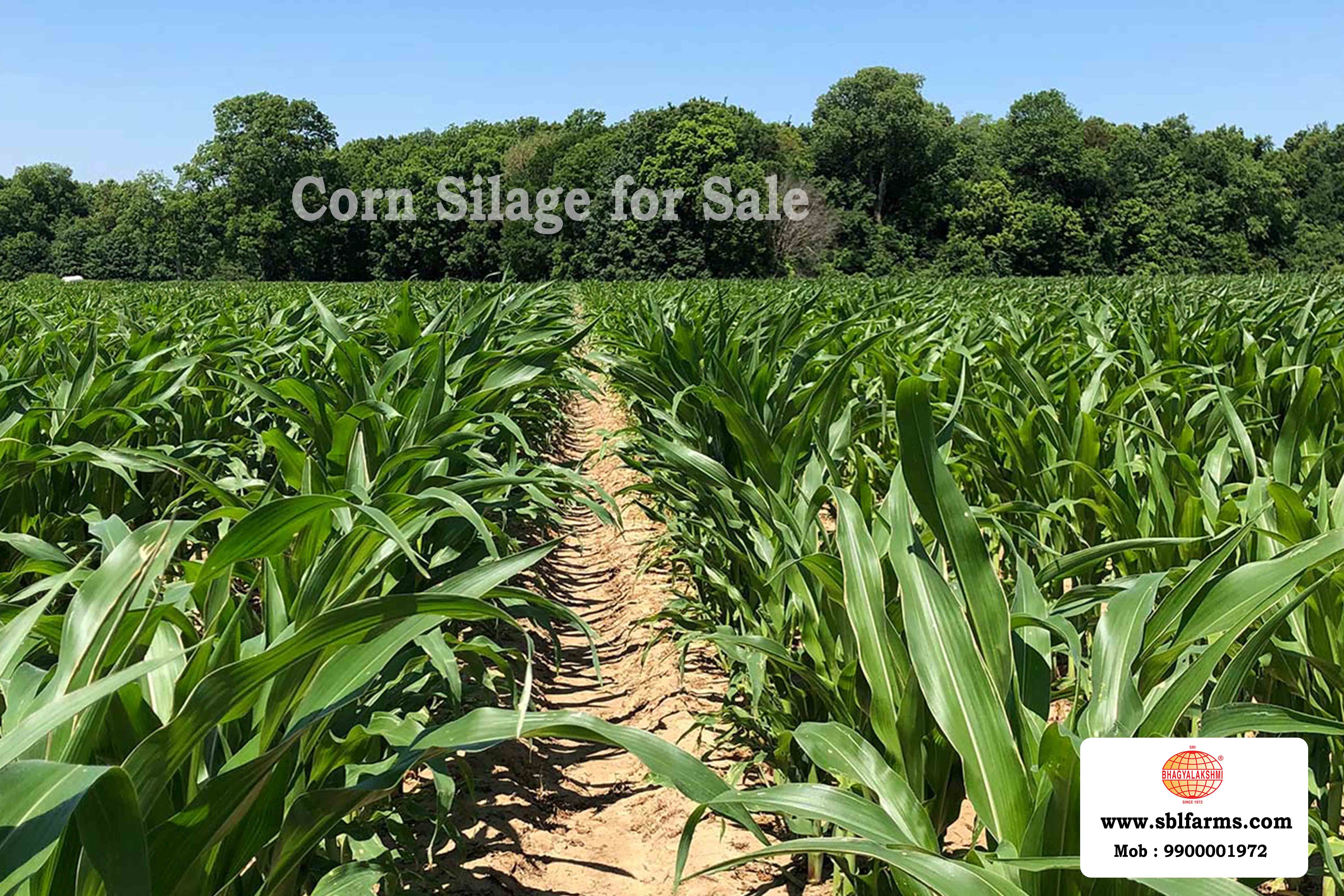 Corn Silage Suppliers in Bangalore | Corn Silage for Sale  |  Corn Silage, Baby Corn Silage manufacturers, suppliers & exporters in Bangalore | corn silage for sale in bangalore |  Sri Bhagyalakshmi Farms Corn Silage Bangalore| Silage Balers | Animal Feed Manufacturers | Production of Silage |Cattle feed manufacturers & suppliers - SBL Farms is solving the biggest fodder crisis in India, by supplying Silage bales, Bailing machines to dairy farmers, Cooperatives, Animal Husbandry | Best Cattle Feed Manufacturers & Silage Suppliers in India | Indias Best Baled Silage Producers
